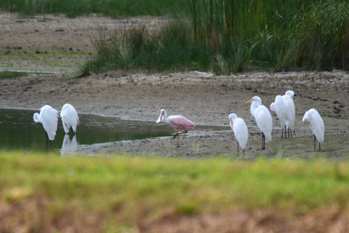 Roseate Spoonbill - Sherry Burnett