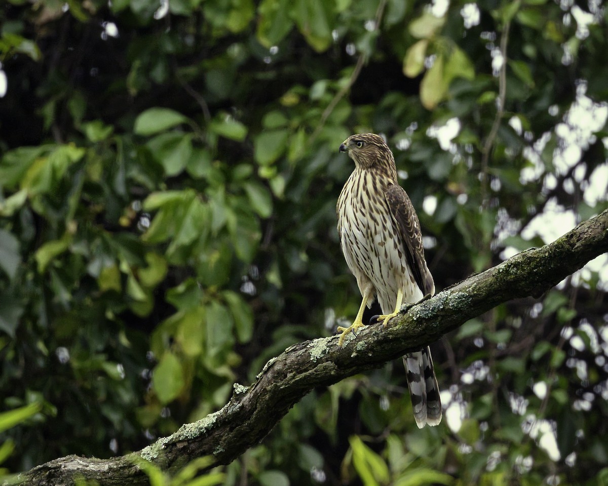 Cooper's Hawk - ML608651294