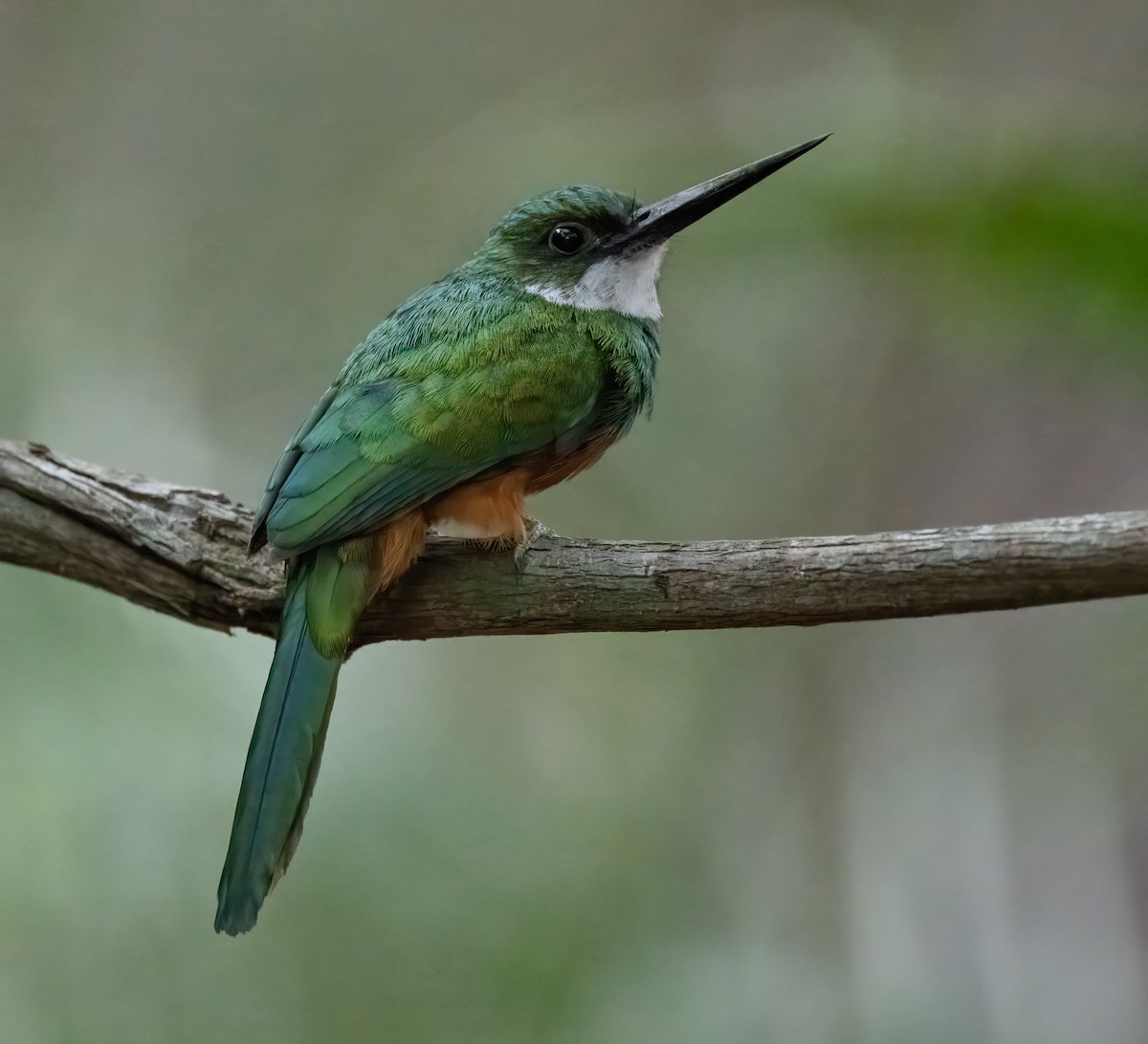 Rufous-tailed Jacamar (Spot-tailed) - ML608651297