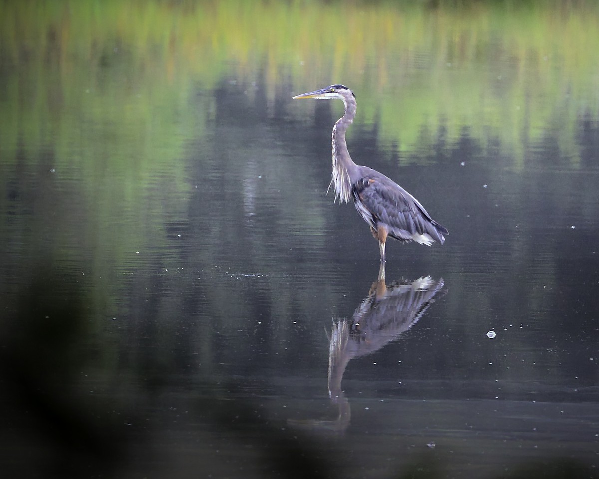 Great Blue Heron - ML608651299