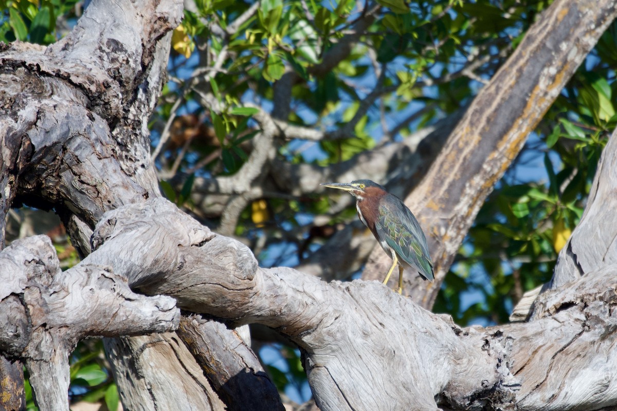 Green Heron - Ryan Bailey