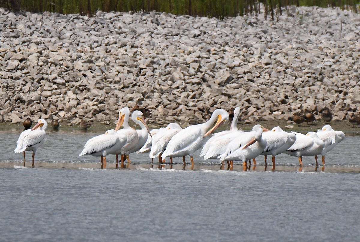 pelikán severoamerický - ML608651322