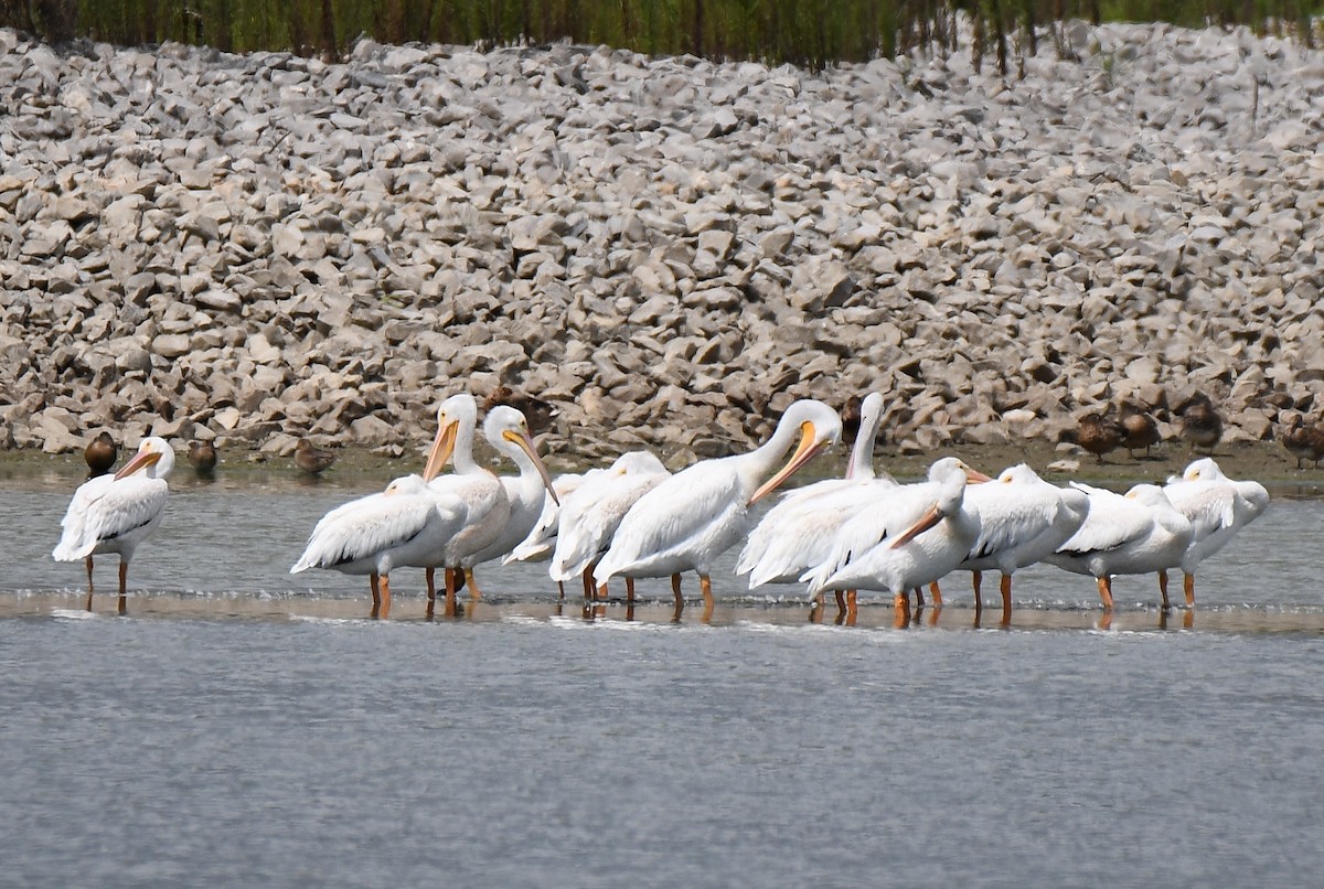 American White Pelican - Sherry Burnett