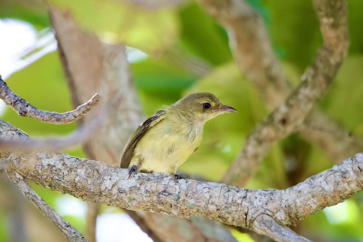 Mangrove Vireo - Ryan Bailey