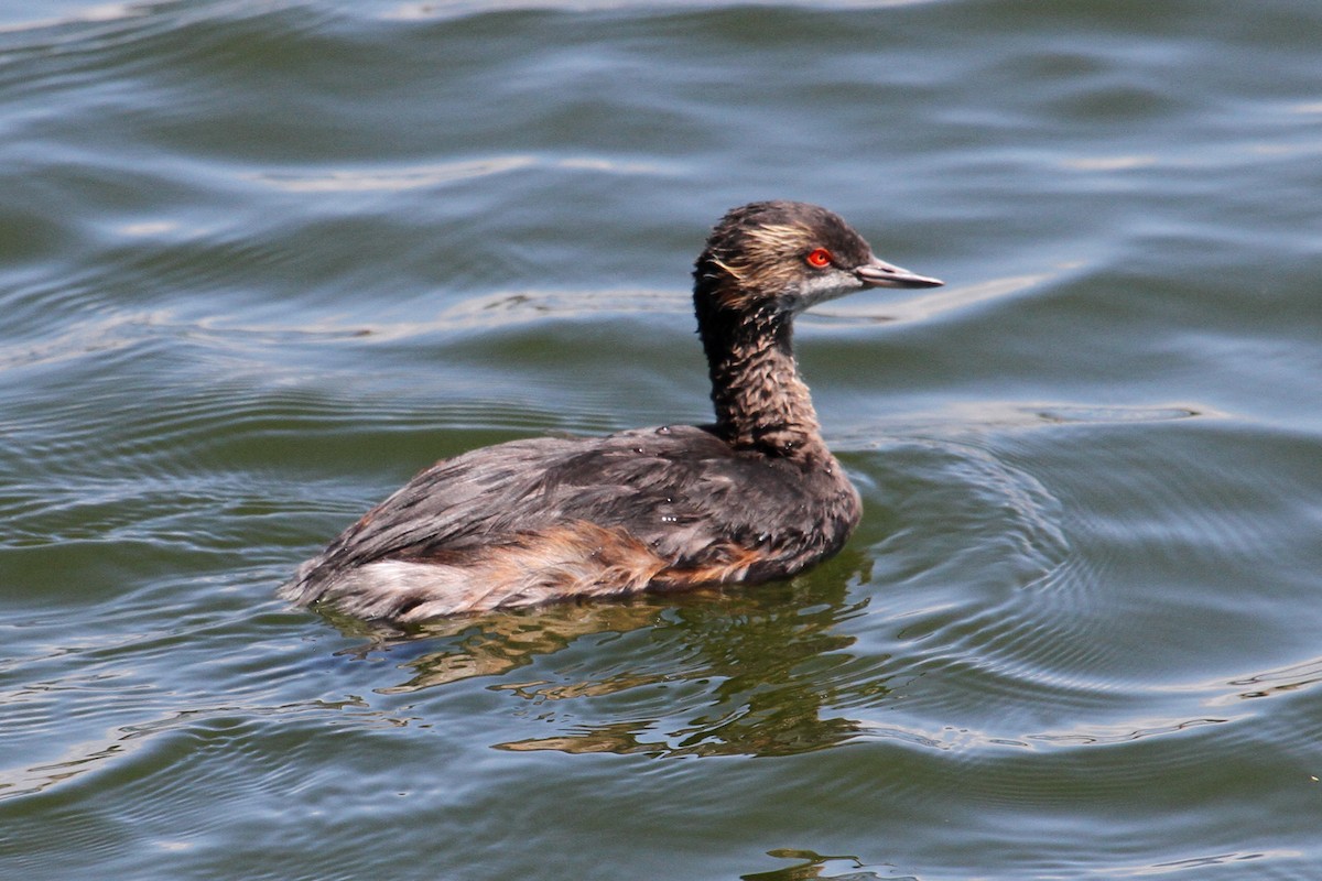 Eared Grebe - ML60865141