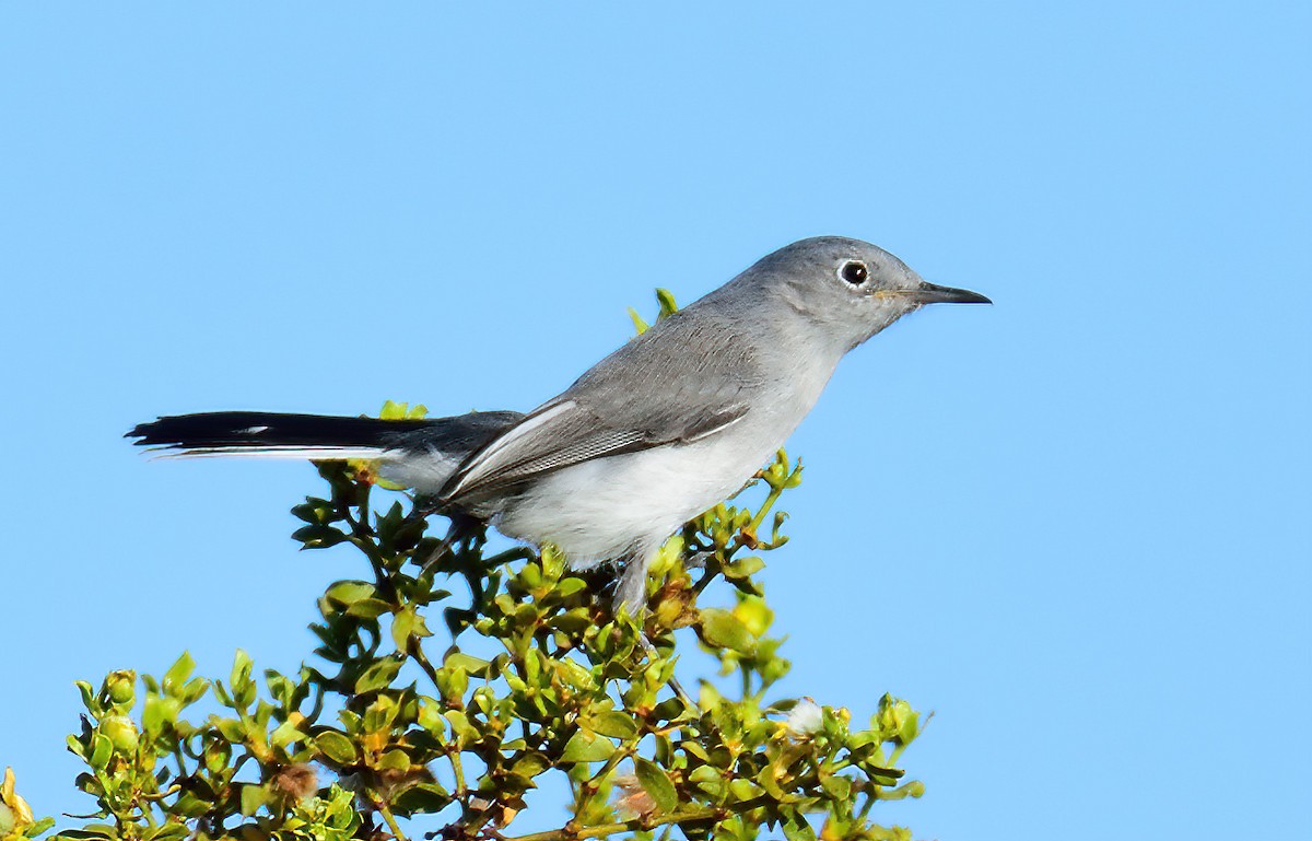 Blue-gray Gnatcatcher - Ad Konings