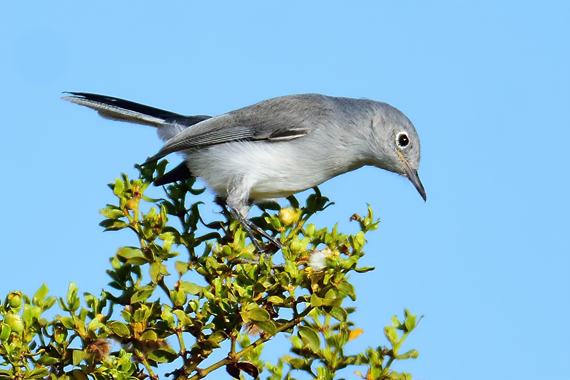 Gobemoucheron gris-bleu - ML608651432