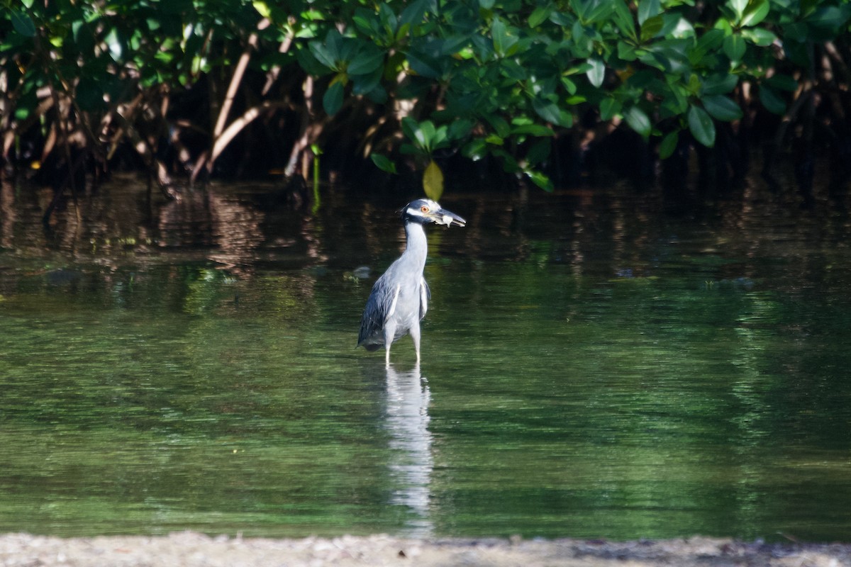 Yellow-crowned Night Heron - Ryan Bailey