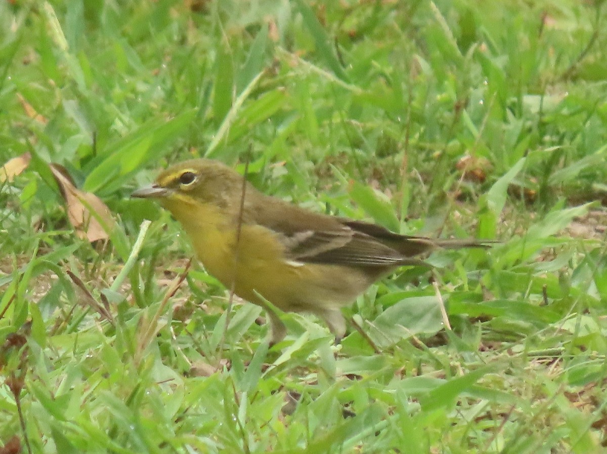 Pine Warbler - ML608651494