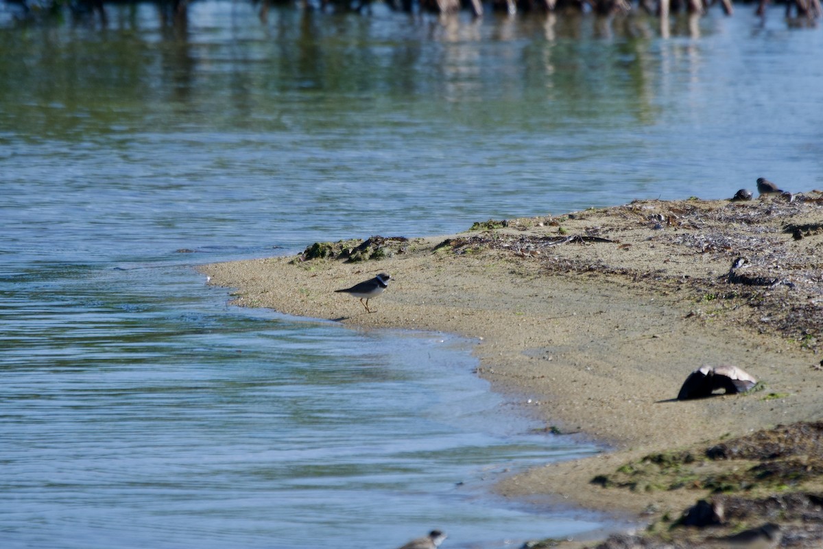 Semipalmated Plover - Ryan Bailey