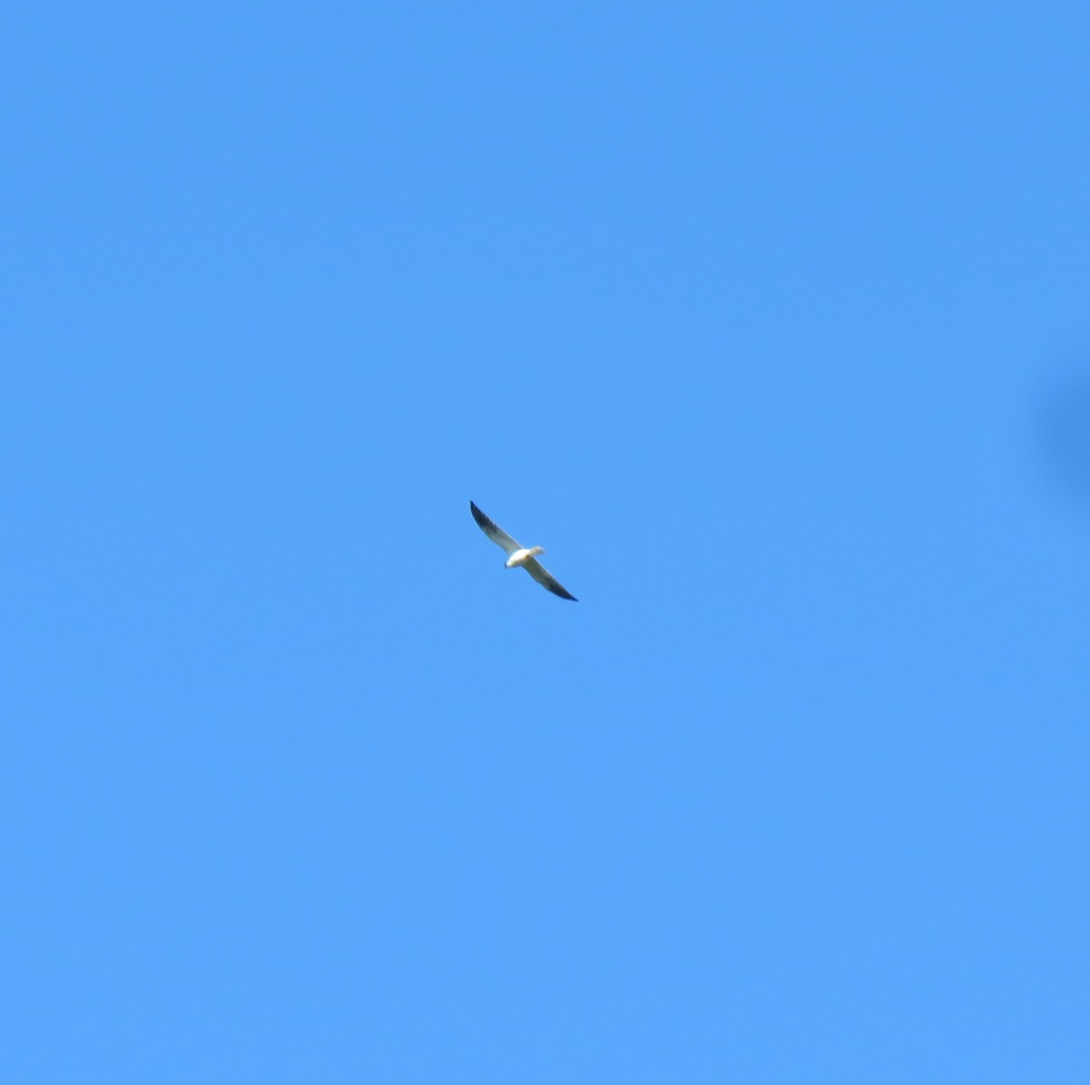 White-tailed Kite - ML608651575