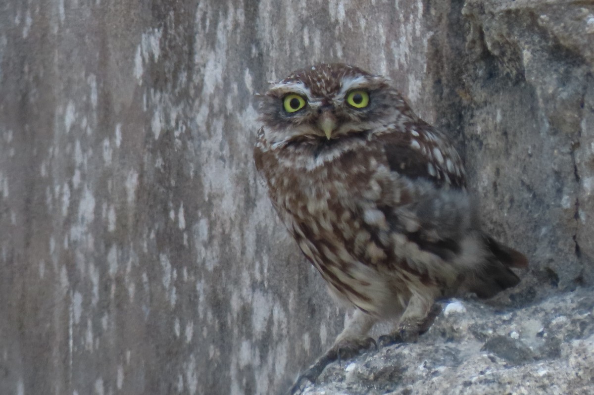 Little Owl - ML608651716