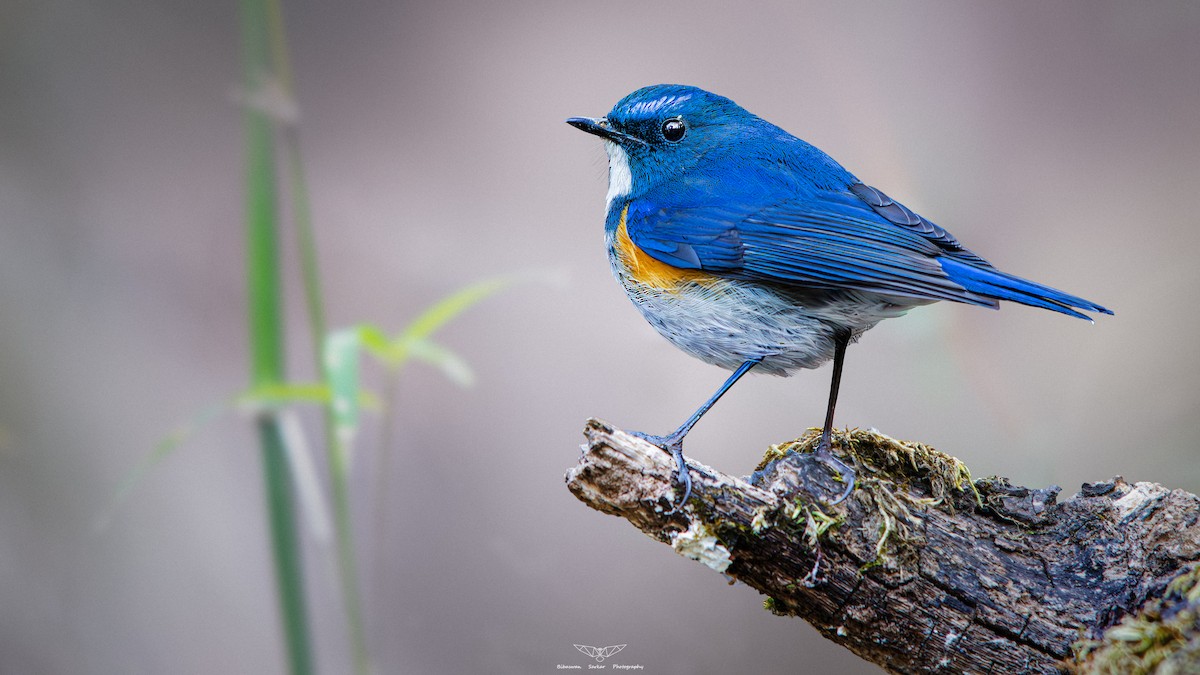 Himalayan Bluetail - ML608651727