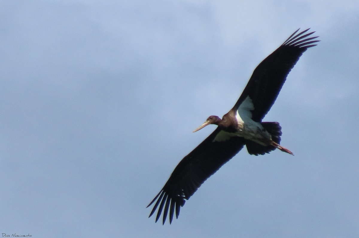 Black Stork - Dinis Nascimento