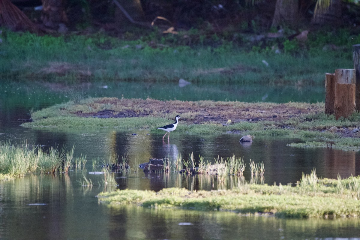 Black-necked Stilt - ML608651752