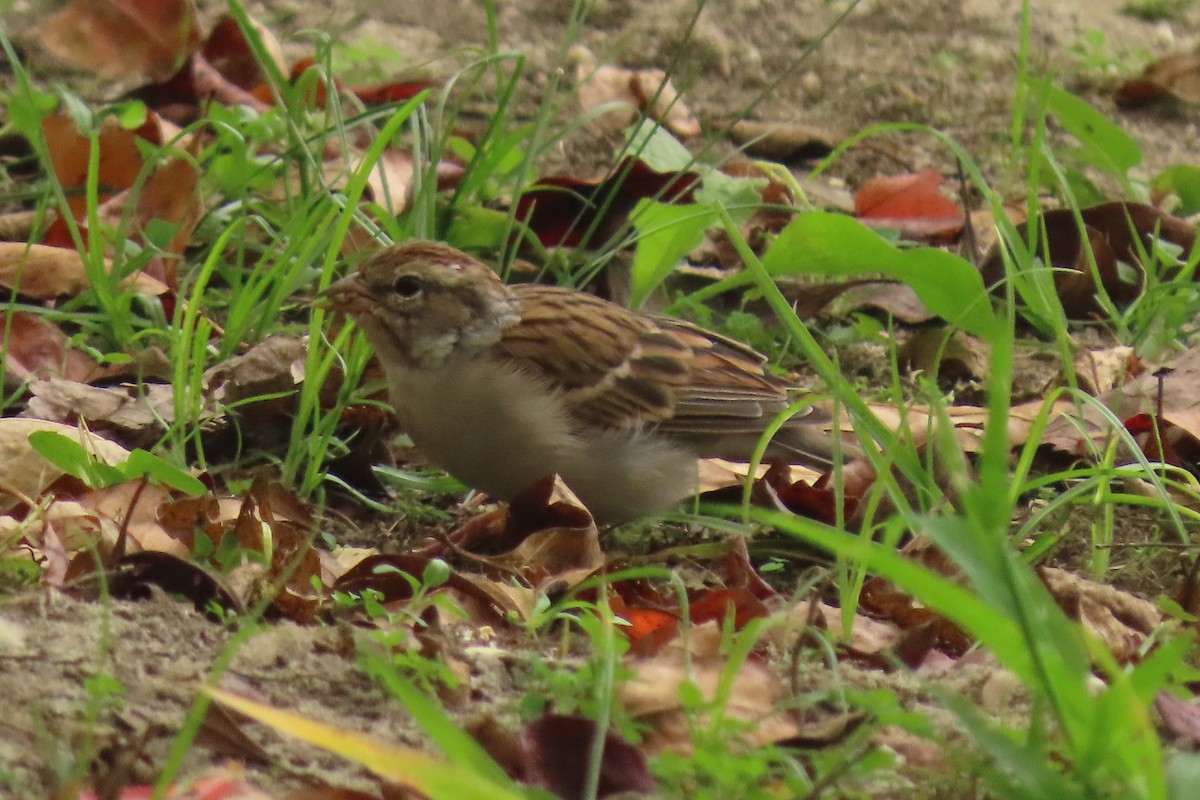 Chipping Sparrow - Carla Parkinson