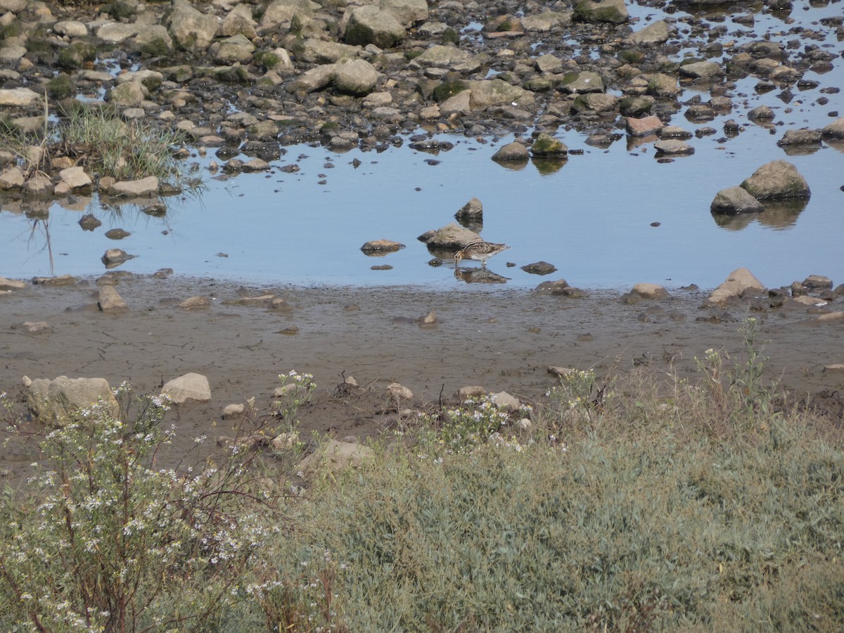 Common Snipe - ML608651860