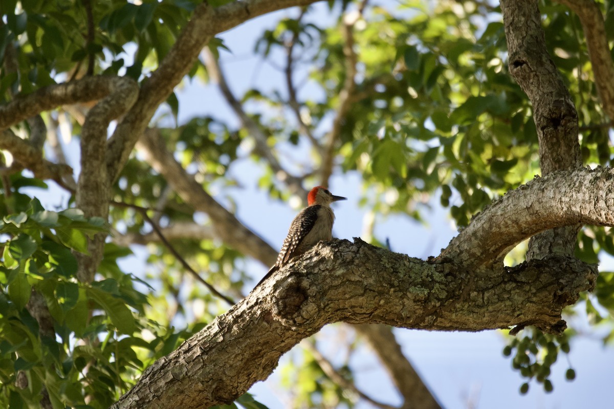 Golden-fronted Woodpecker (Velasquez's) - Ryan Bailey