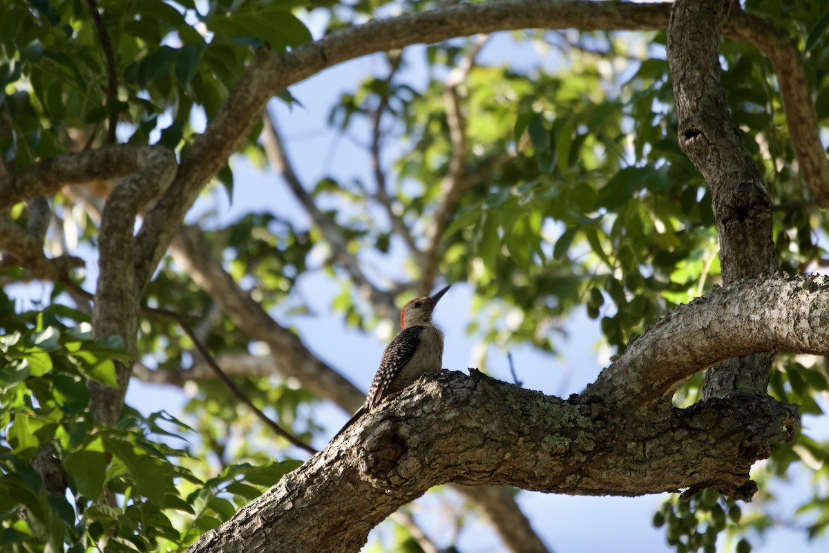 Golden-fronted Woodpecker (Velasquez's) - Ryan Bailey