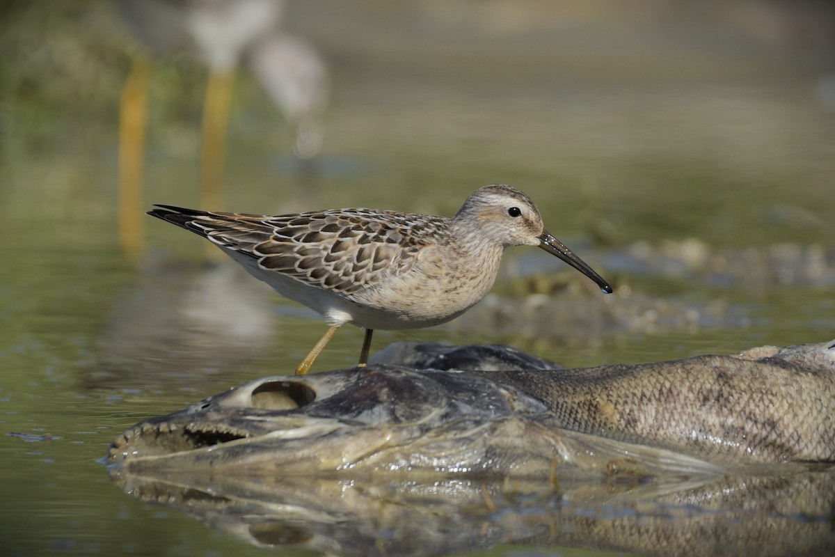 Stilt Sandpiper - ML608651954