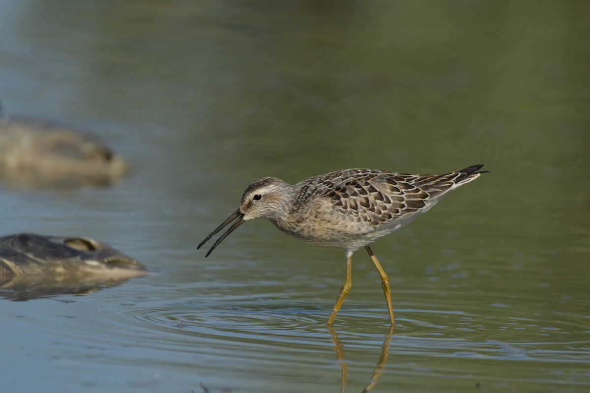 Stilt Sandpiper - Kelly Kirkpatrick