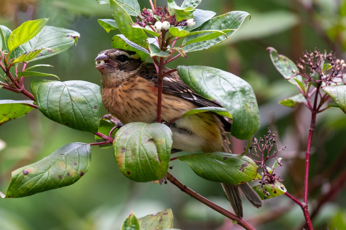 Rose-breasted Grosbeak - ML608651964