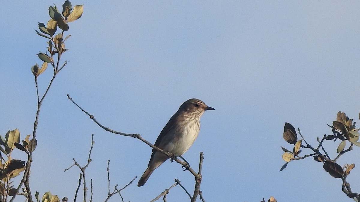 Spotted Flycatcher - ML608651982