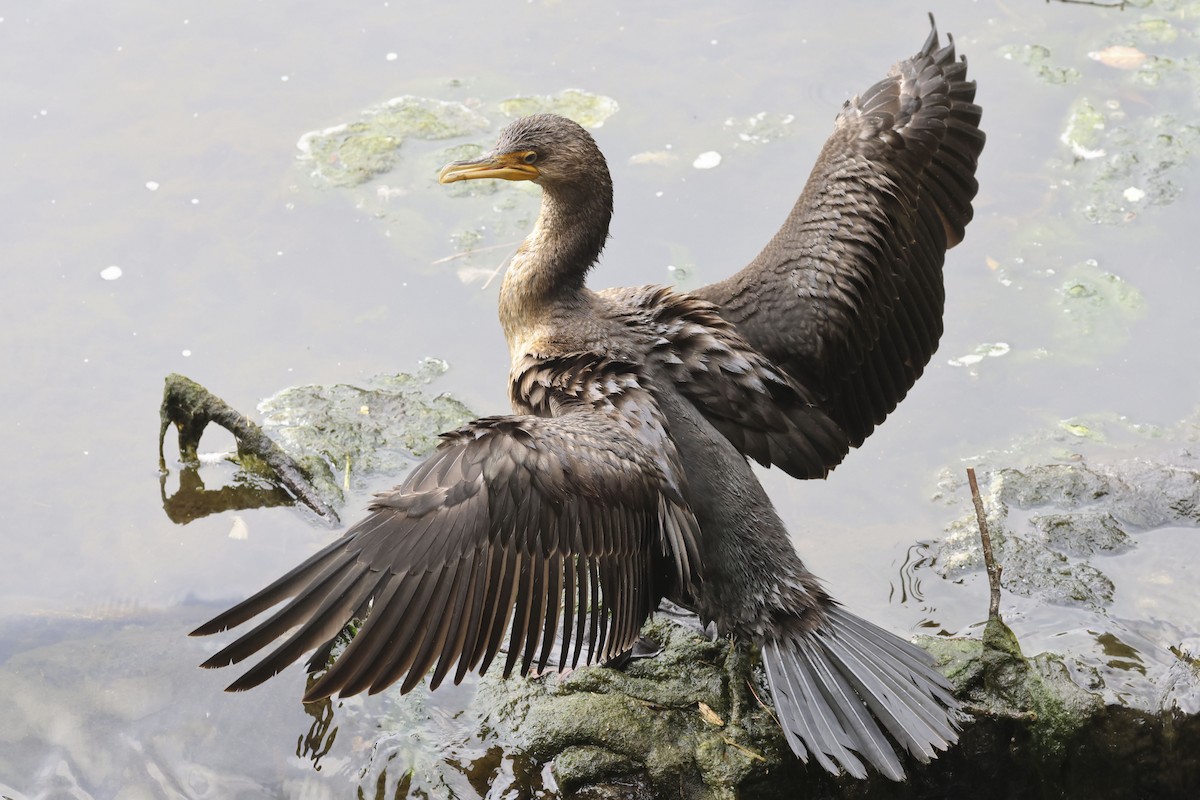 Double-crested Cormorant - ML608652051