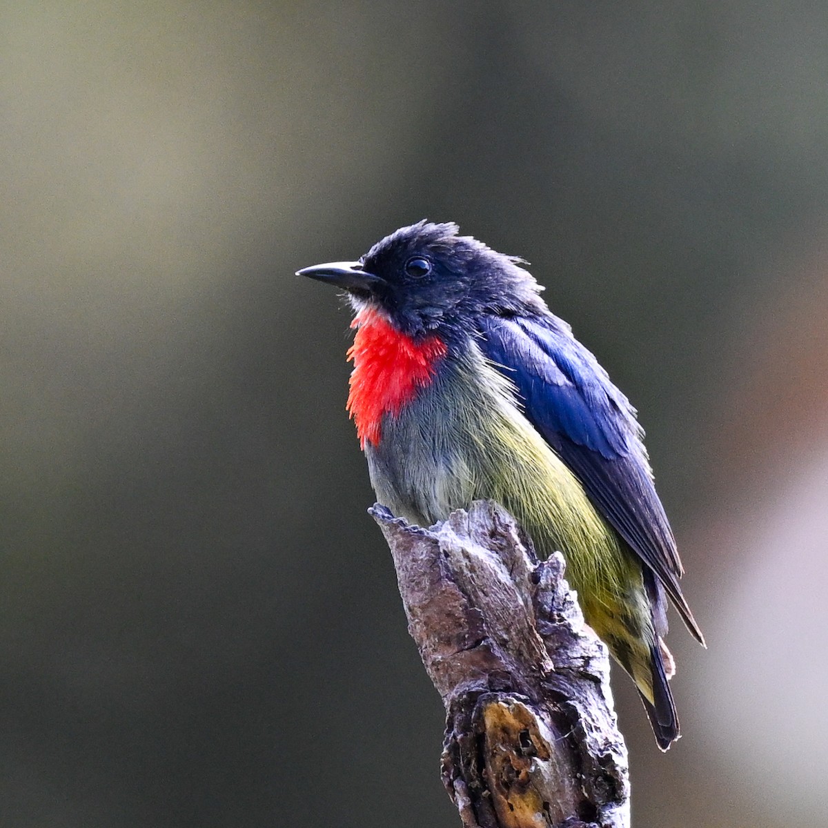 Black-sided Flowerpecker - ML608652138