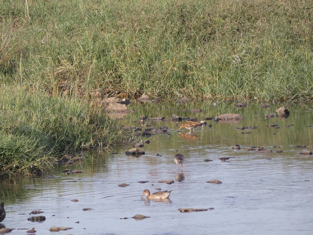 Common Snipe - ML608652178