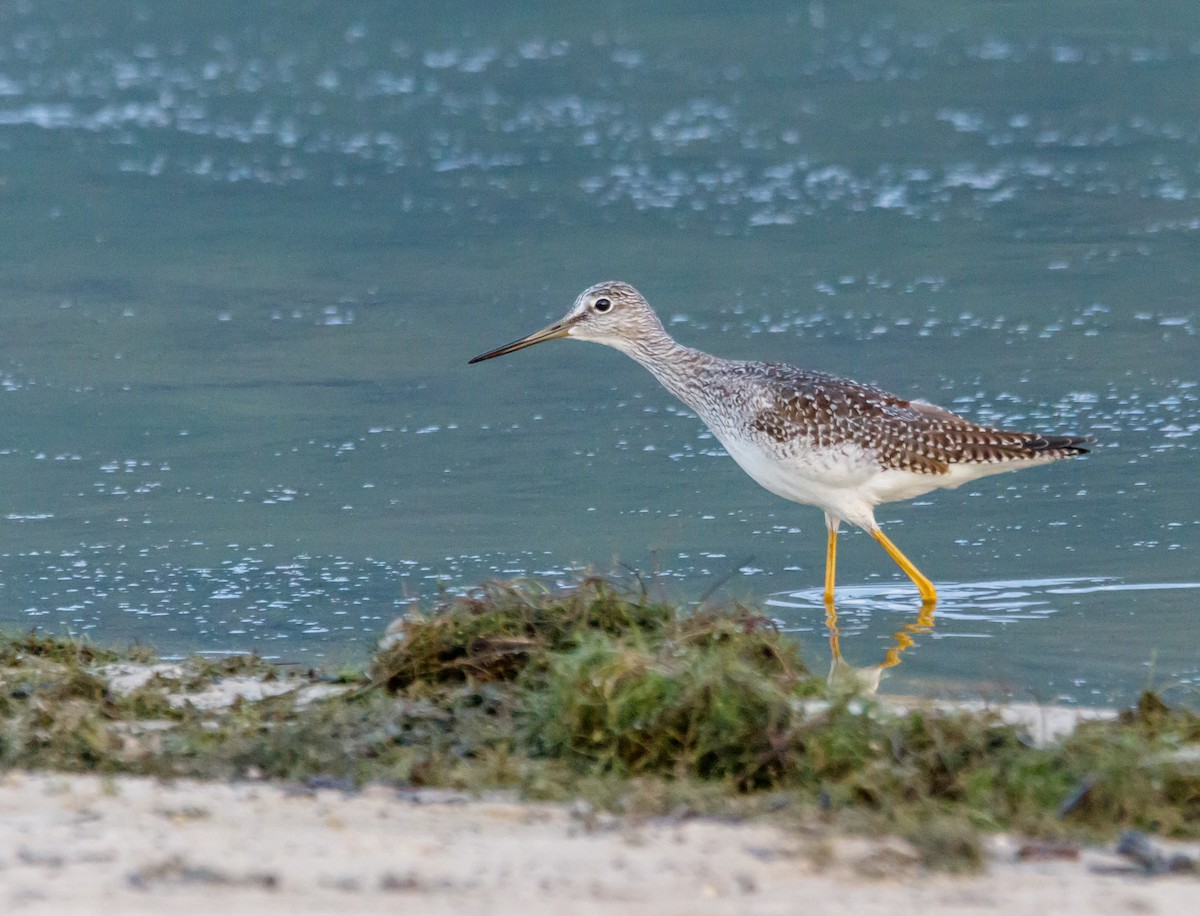 Greater Yellowlegs - ML608652254