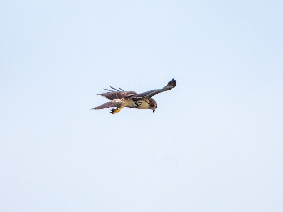 Red-tailed Hawk - ML608652463
