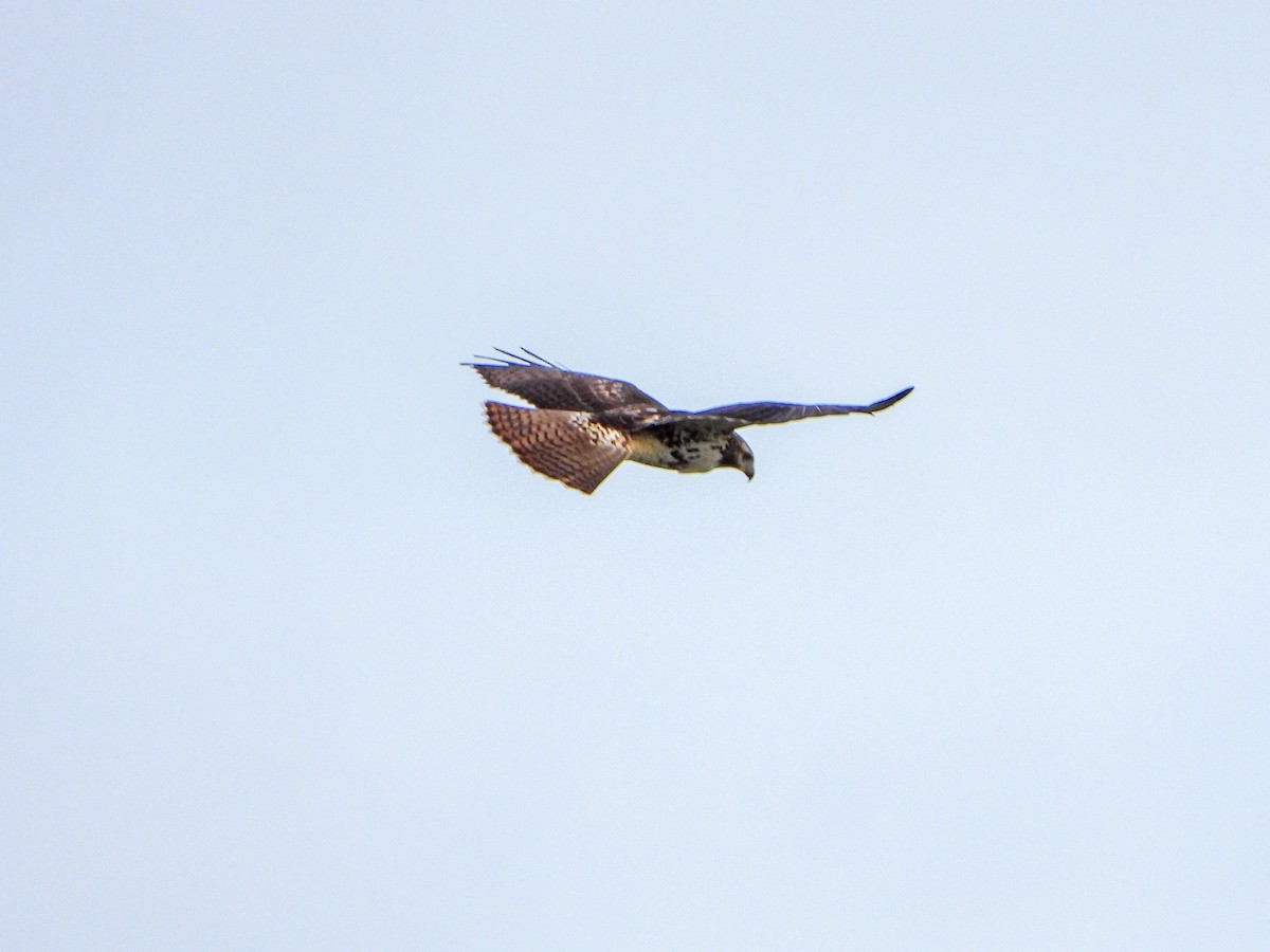 Red-tailed Hawk - ML608652464