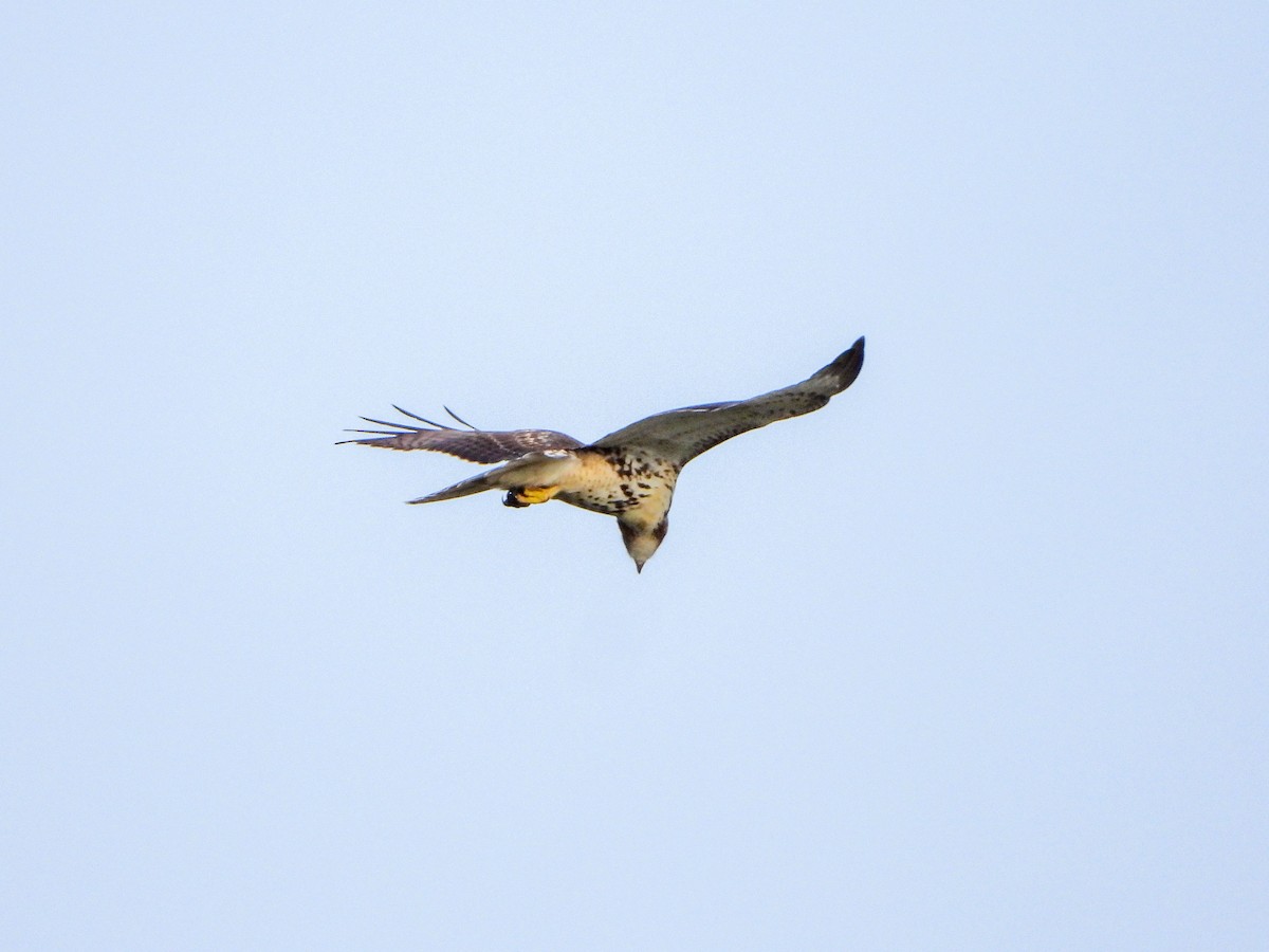 Red-tailed Hawk - ML608652469