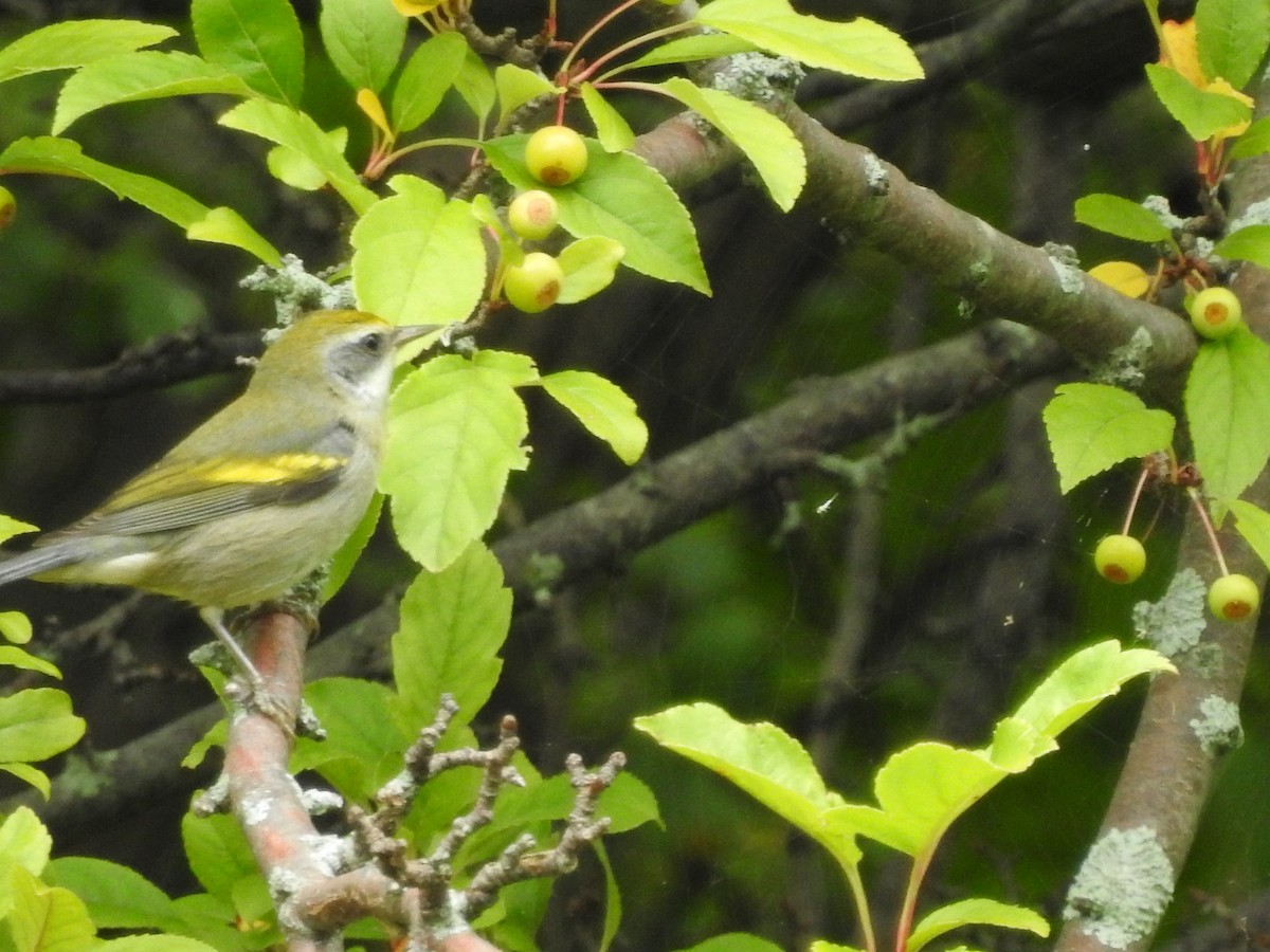Golden-winged Warbler - ML608652568