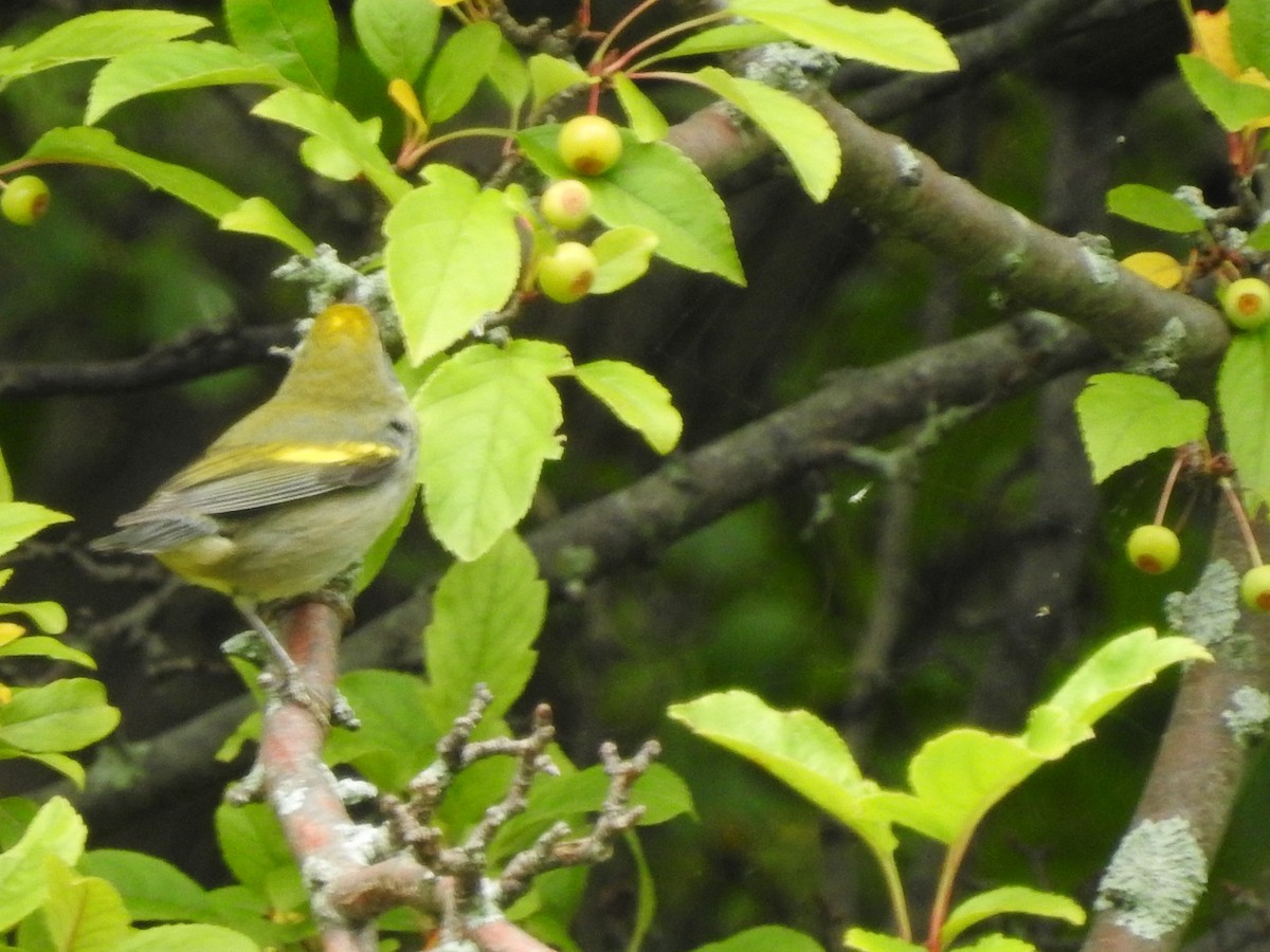 Golden-winged Warbler - ML608652578