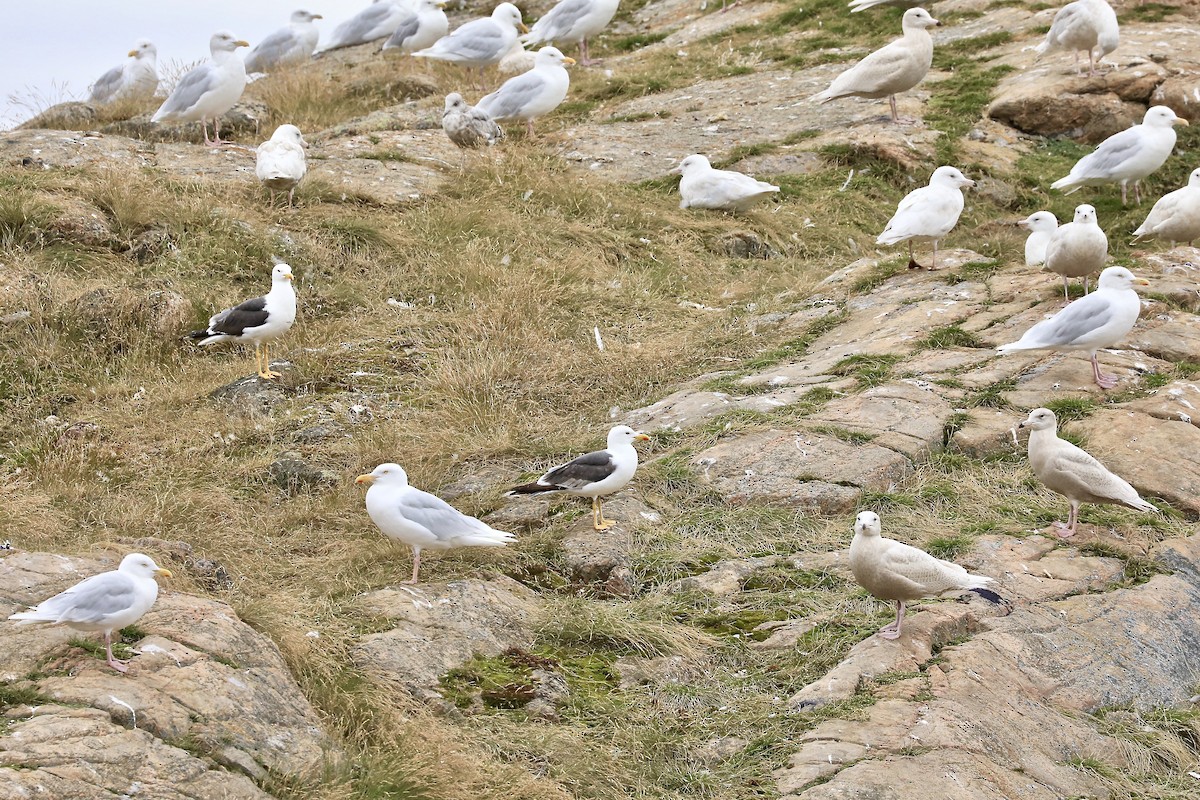 Lesser Black-backed Gull - ML608652659