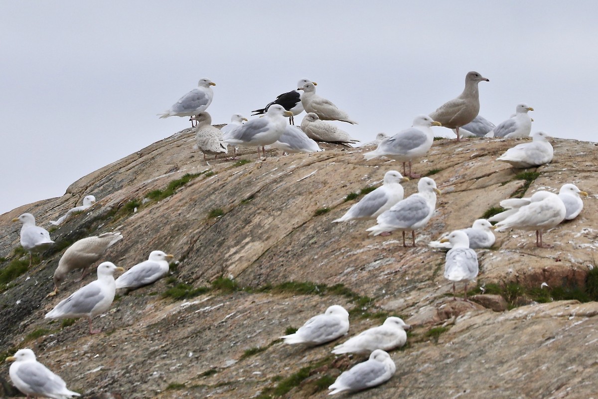 Great Black-backed Gull - Sam de Beer