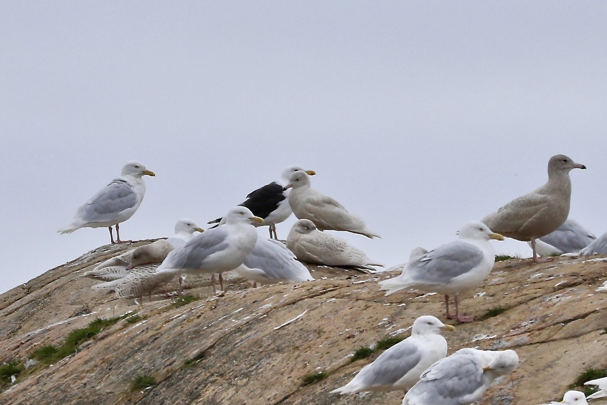 Great Black-backed Gull - ML608652691