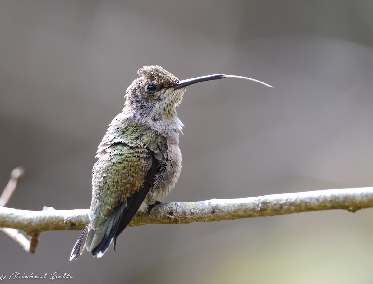 Anna's Hummingbird - Michael Bolte