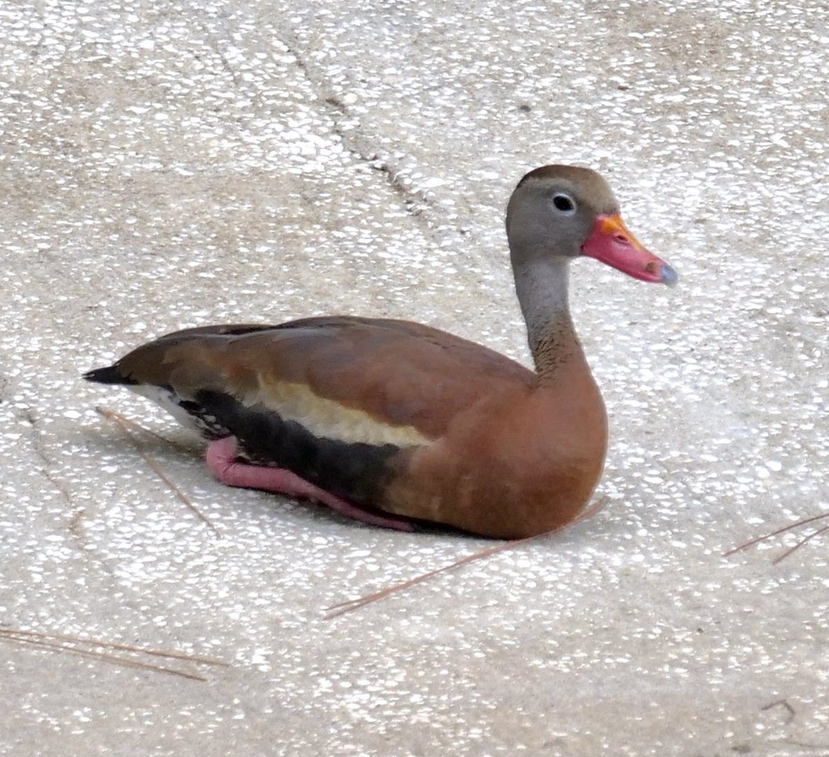 Black-bellied Whistling-Duck - ML608652765