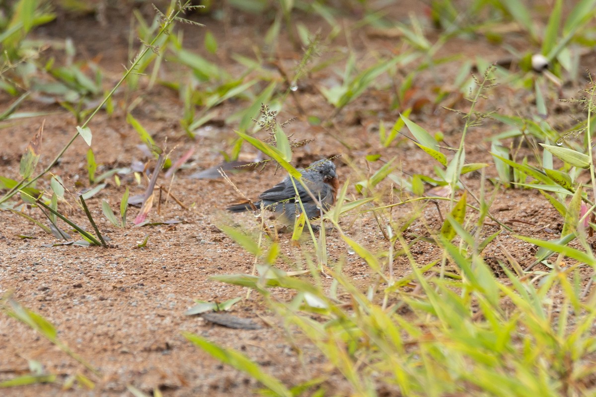 Chestnut-bellied Seedeater - ML608652819