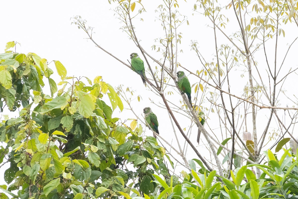 Maroon-tailed Parakeet - ML608652869
