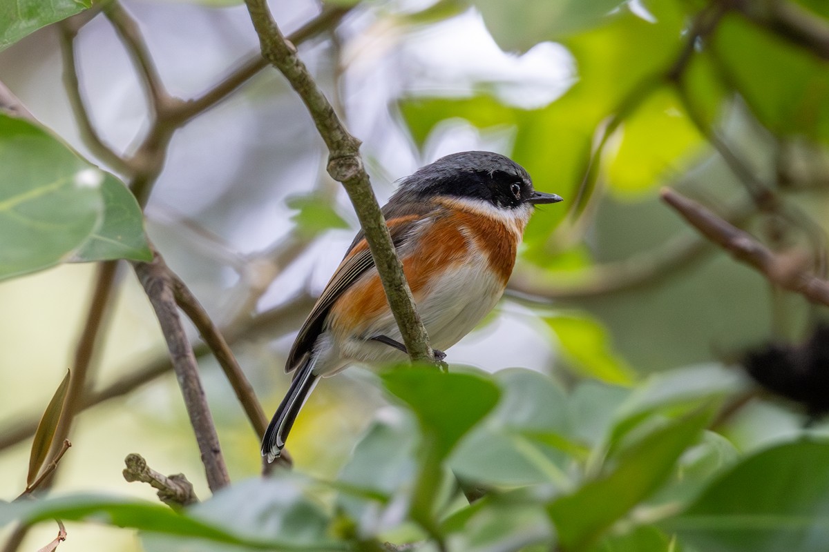 ムナグロセワタビタキ（capensis） - ML608652908