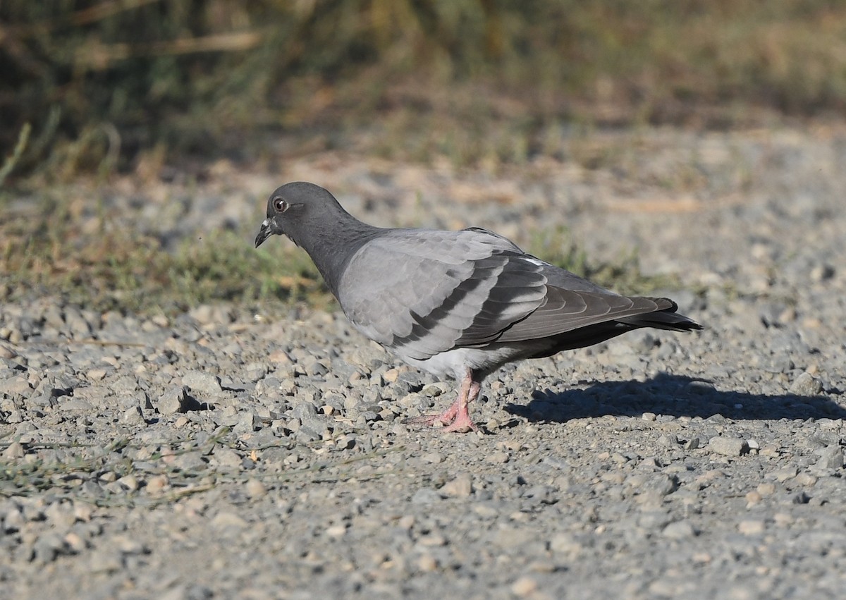 Сизый голубь (Одомашненного типа) - ML608652913