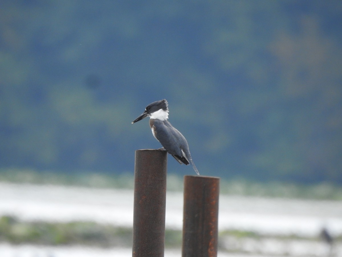 Belted Kingfisher - Bill Stanley