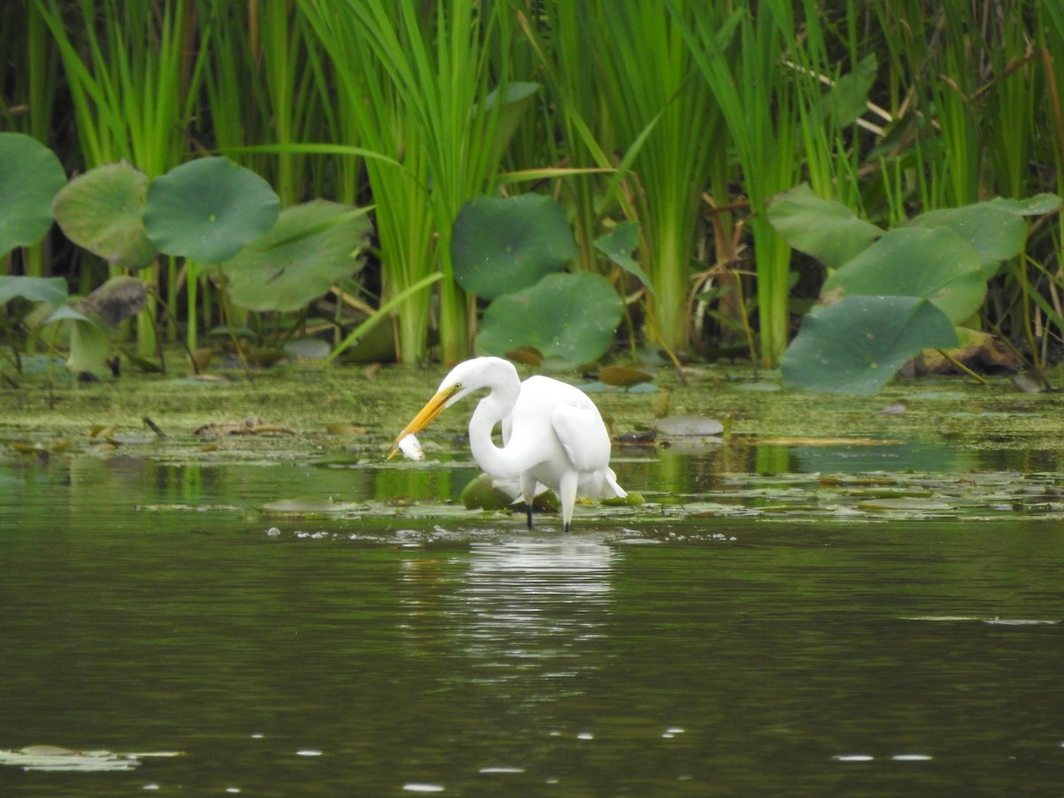 Great Egret - ML608653018