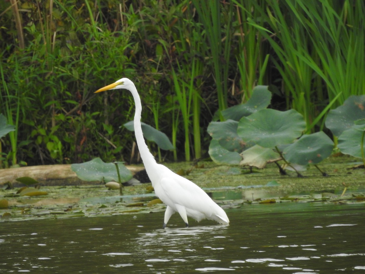 Great Egret - ML608653019