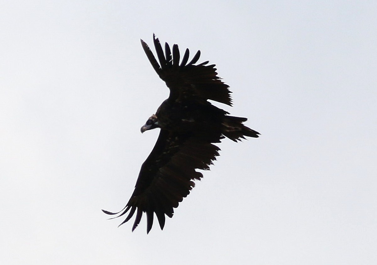 Cinereous Vulture - ML608653075