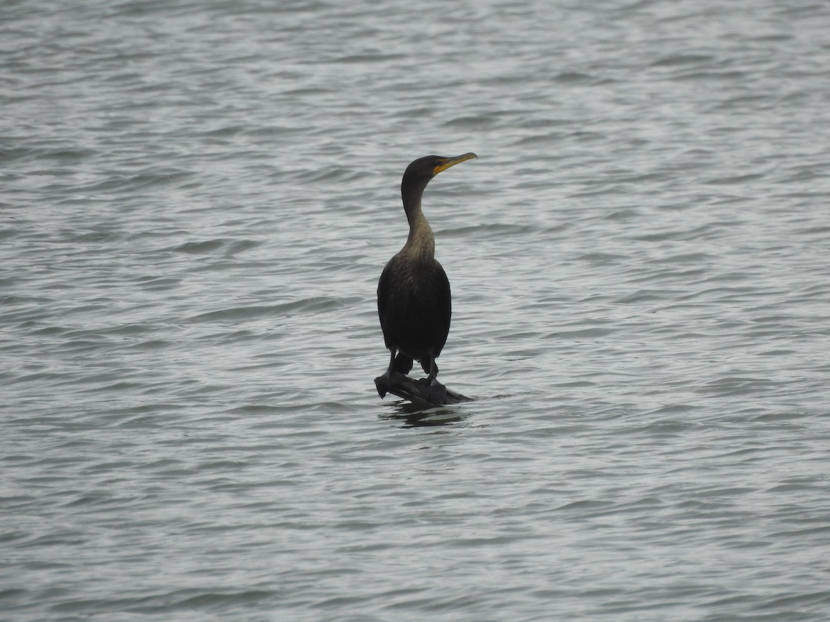 Double-crested Cormorant - ML608653096